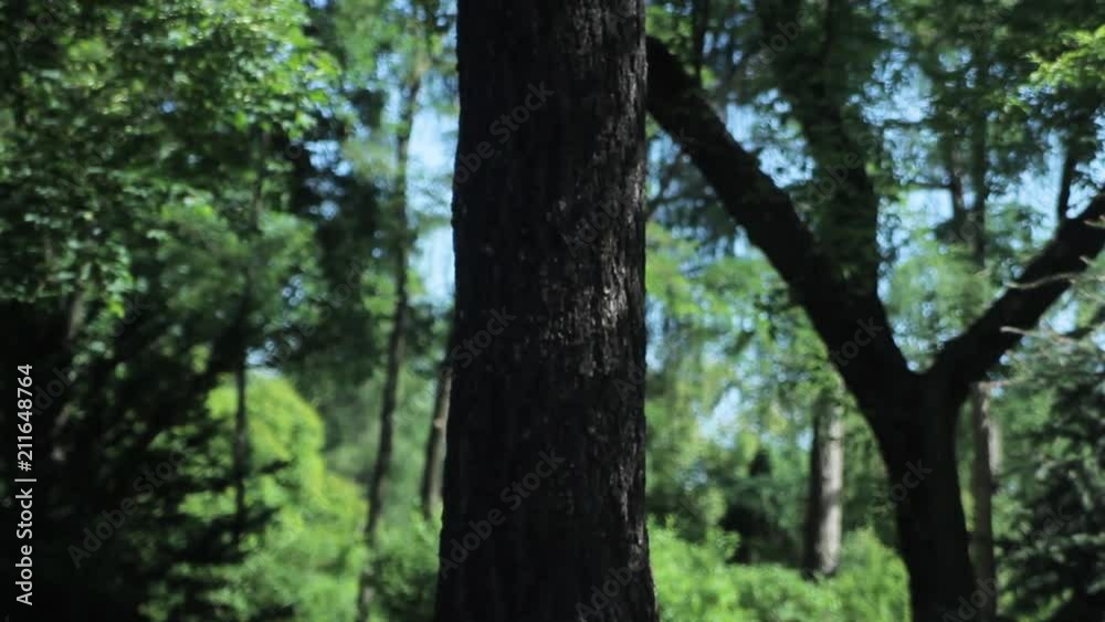 View Of Alone Tree In Park. Tilt Down View Of Alone Tree In Park. Tilt Down