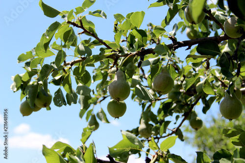 tree, green, fruit, nature, branch, apple, leaf, leaves, food, garden, summer, plant, apples, agriculture, ripe, sky, blue, healthy, orchard, fresh, spring, season, natural, organic, growth
