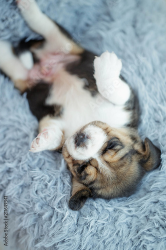 Puppy dog Beagle   © nuzza11