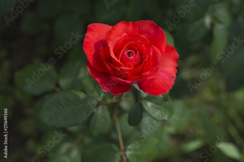 bright orange rose blooms in the garden