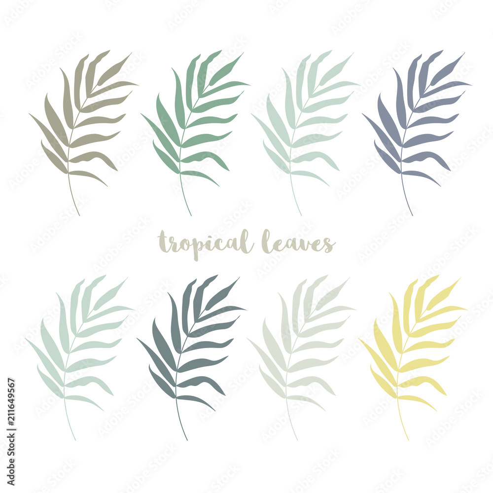 Set of palm,  jungle , tropical green  leaves  isolated on white background.