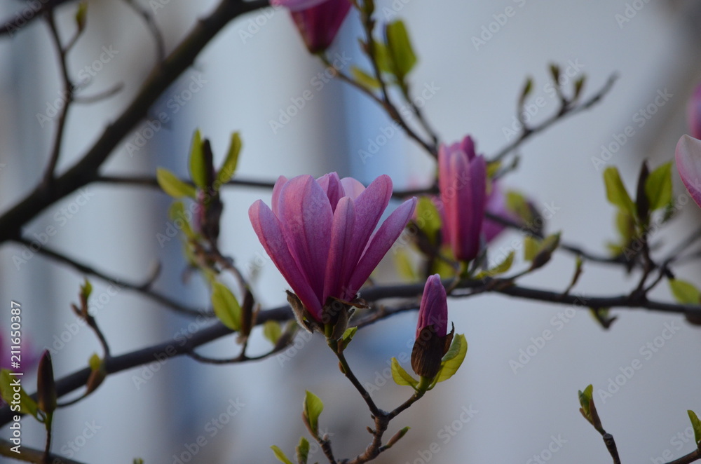 Obraz premium flower