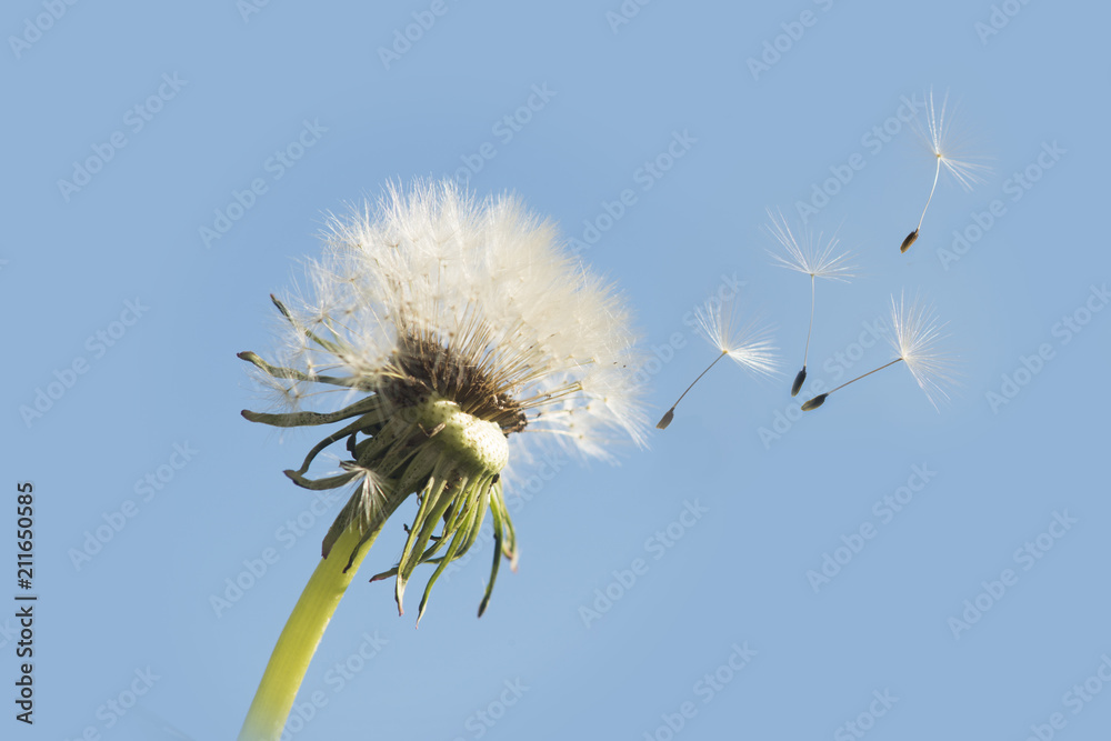 Obraz premium Gone with the Wind