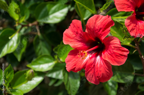 Fototapeta Naklejka Na Ścianę i Meble -  Red hibiscus flower on a green blurred background