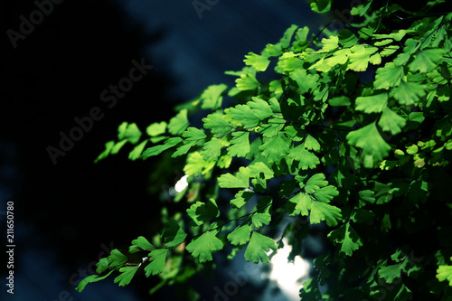 Adiantum fern or Maidenhair fern, tropical green nature leaves background.