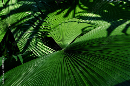 Jungle plant tropical palm leaves  stripes from nature.