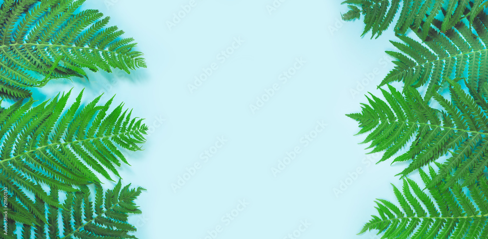 Leaves of fern on pastel blue background. Top view, isolated with copy space. Summer.