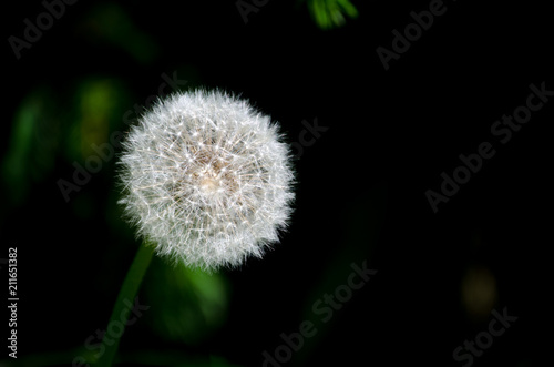 Dandelion