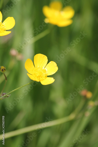 Waxy or bright yellow flower  the buttercup is known as a flower or a weed..       