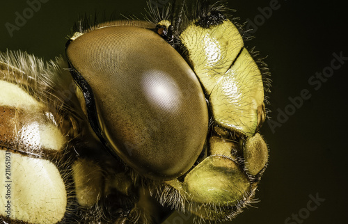 Facettenauge der Libelle