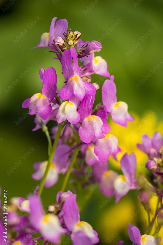 tiny pink flowers with yellow centre part with green background