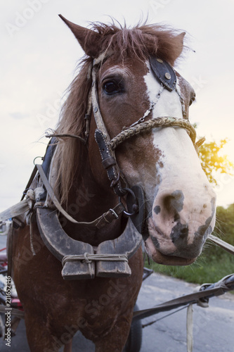 horse close-up outdoors in the countryside