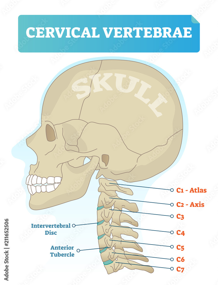 Cervical Vertebrae Vector Illustration Scheme With Skull C1 Atlas C2 Axis C3 C4 C5 C6 And