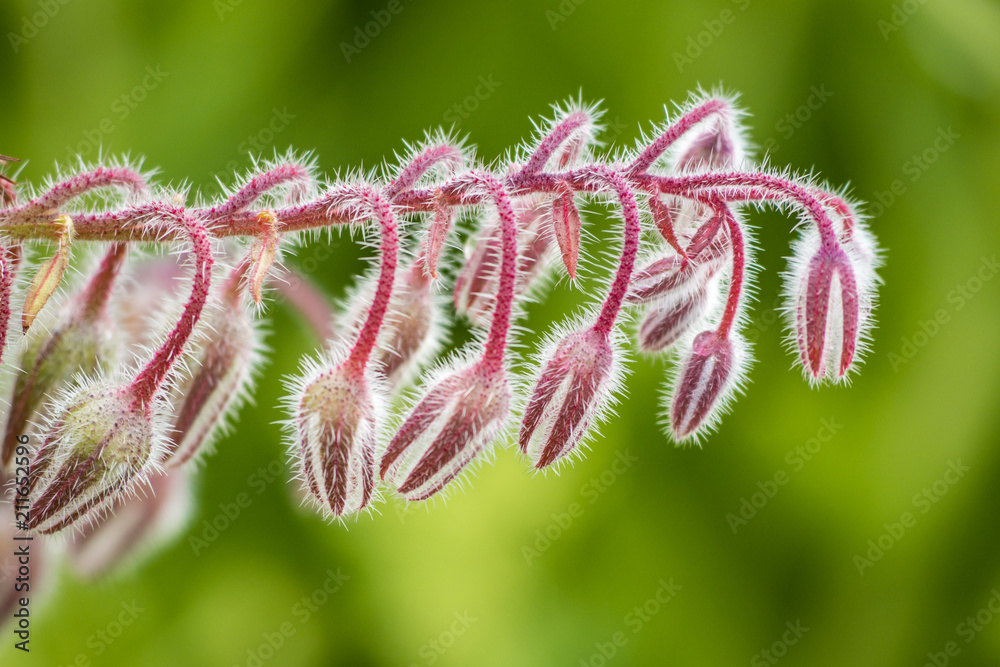 hairy pink flower buds lining on a vein with green background
