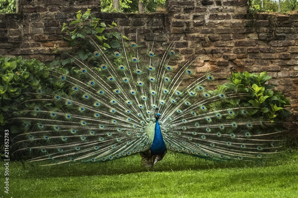 Obraz premium Pavone