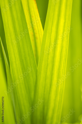 wide and long green leaves background