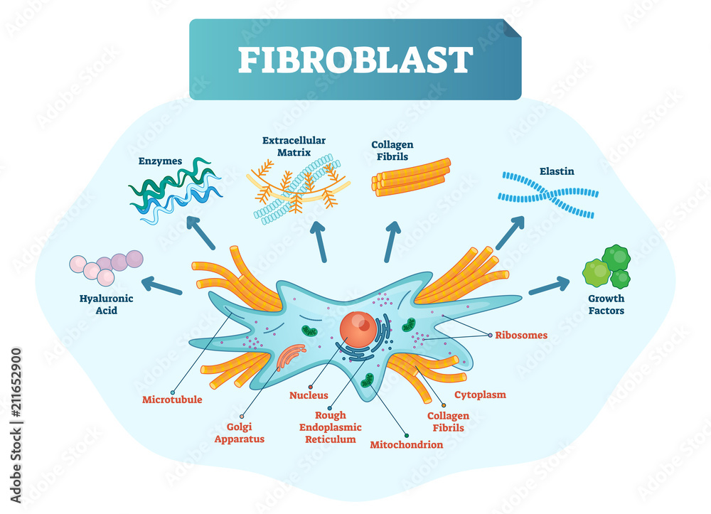 Fibroblast Vector Illustration Scheme With Extracellular Collagen fibroblast-vector-illustration-scheme-with-extracellular-collagen