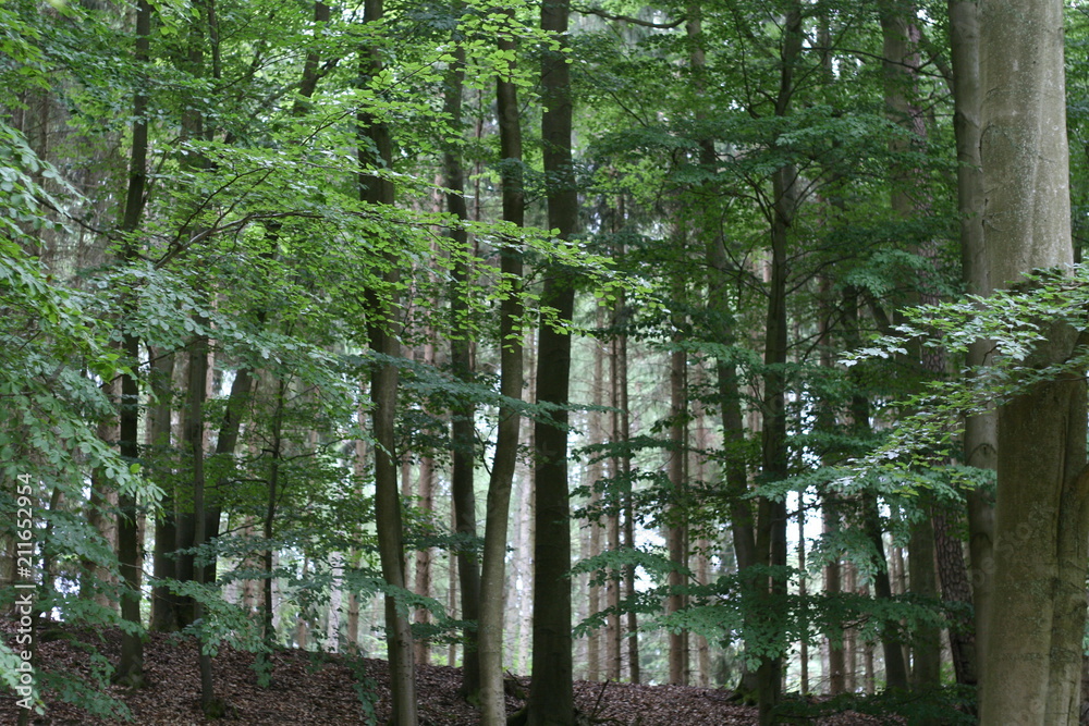 Erlen, Erlenwald, Alder Forest Erlen, Erlenwald, Alder Forest