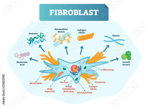 Fibroblast vector illustration. Scheme with extracellular, collagen fibrils, elastin, hyaluronic acid, microtubule, golgi apparatus, nucleus and ribosomes. photo