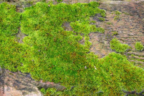 old brick covered with green moss, background