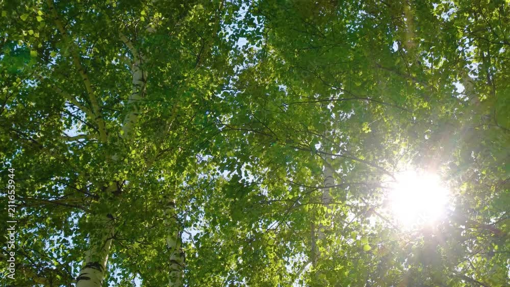 The sun shines through the leaves of the trees in the wind The sun shines through the leaves of the trees in the wind