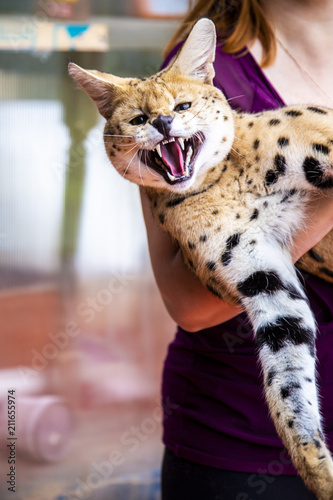 Adult male Serval photo