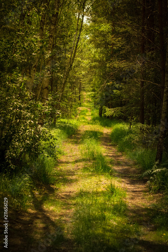 a sunny path in the forest