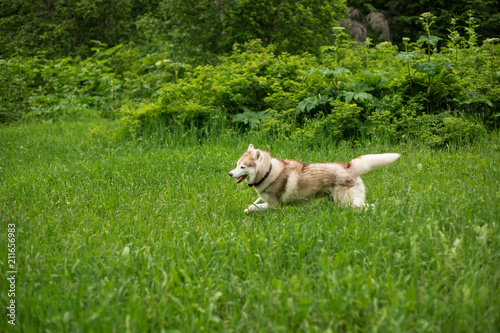 Image of dog breed Siberian husky running in tcgrass. Cute beige and white husky dog has fun in the field