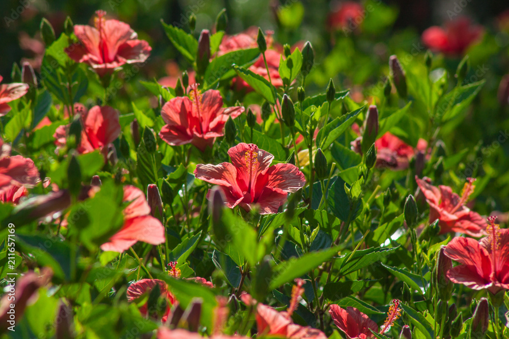 hedgerow, living wall of hibiscus shrubs hedgerow, living wall of hibiscus shrubs