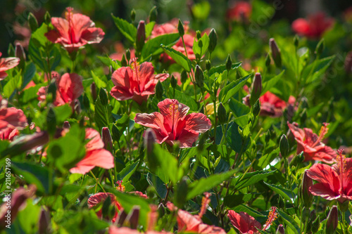 hedgerow  living wall of hibiscus shrubs