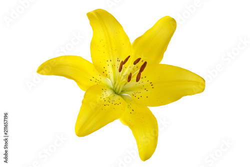  flower yellow lily on white background beautiful flower for designers
