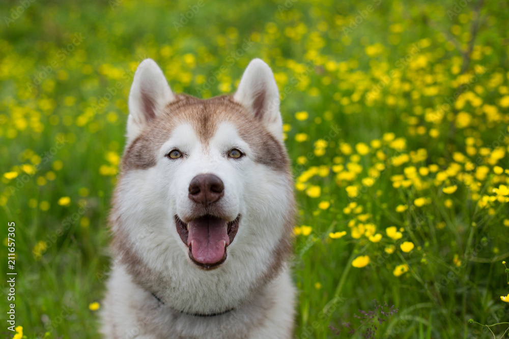 Portrait of lovely beige and white dog breed siberian husky with open mouth is in the buttercup field in summer. Portrait of lovely beige and white dog breed siberian husky with open mouth is in the buttercup field in summer.