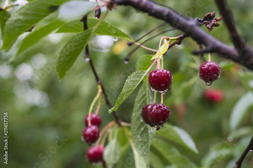 Juicy and ripe cherry berries hang on a tree after a rain