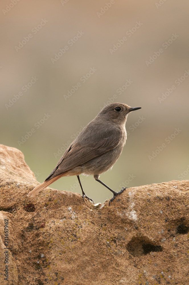 Fototapeta premium Black Redstart (Phoenicurus ochruros)