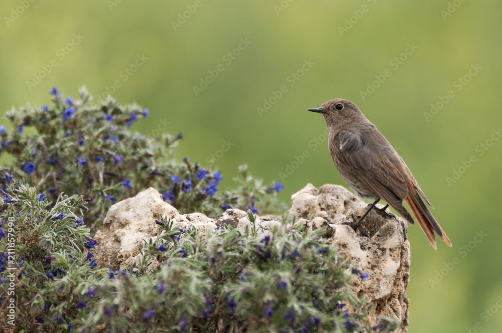 Black Redstart (Phoenicurus ochruros) Black Redstart (Phoenicurus ochruros)