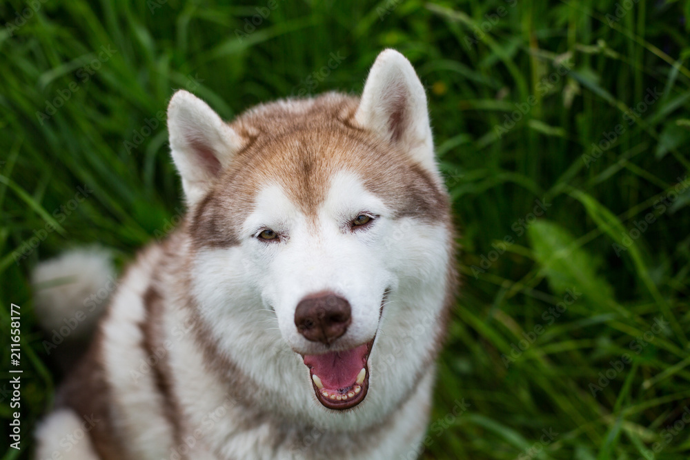 Portrait of smiley beige dog breed siberian husky with tonque hanging out sitting in the green grass