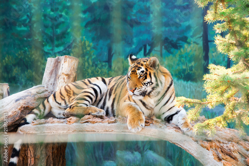 Fototapeta Naklejka Na Ścianę i Meble -  A beautiful tiger in the cage of the zoo. Predator. Wild animal.