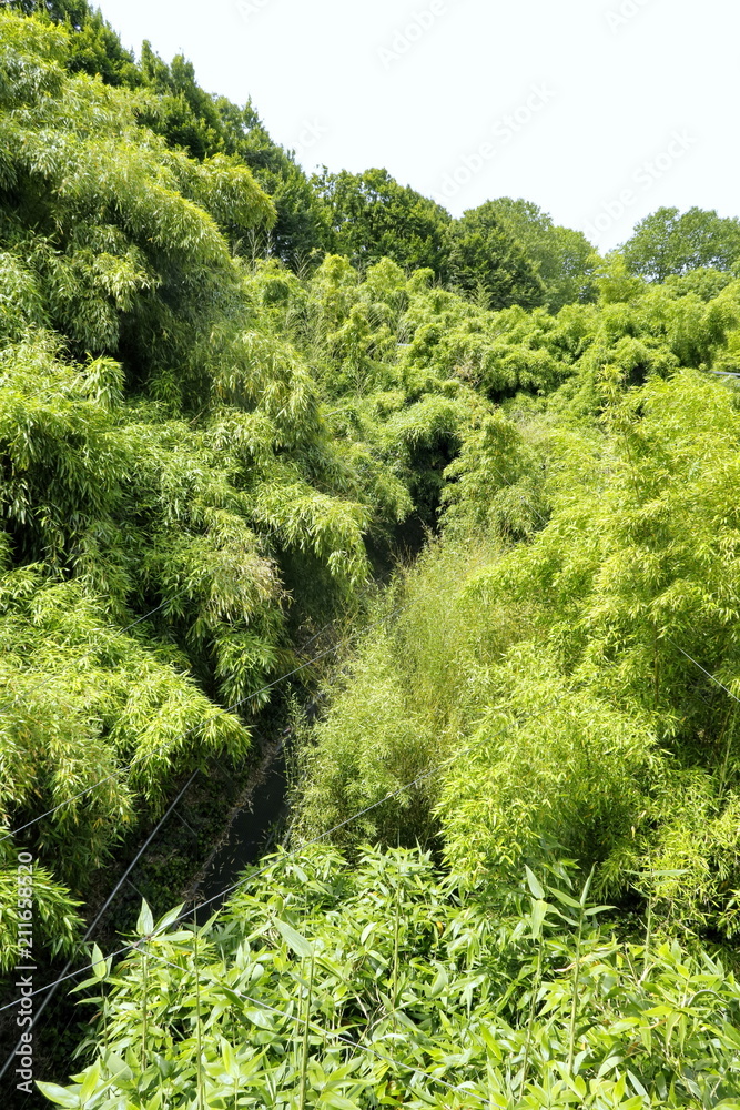 Obraz premium Bambouseraie.