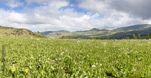 A Meadow of White Mule's Ears, Southwestern Idaho, Southeastern Oregon