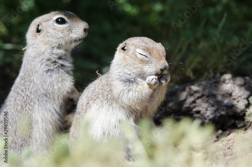 Adorable Little Ground Squirrel Rubbing His Face