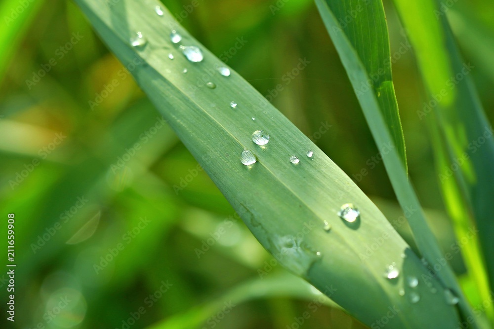 Water drops on stem of reeds on a sunny morning after the rain, looks like pearls placed on green leaf Water drops on stem of reeds on a sunny morning after the rain, looks like pearls placed on green leaf