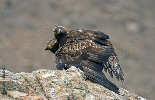 Fotografi Aguila real protege la presa
