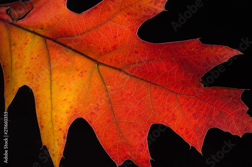 Close Look at the Beauty of a Colorful Autumn Leaf
