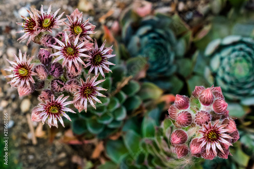 Sempervivum photo