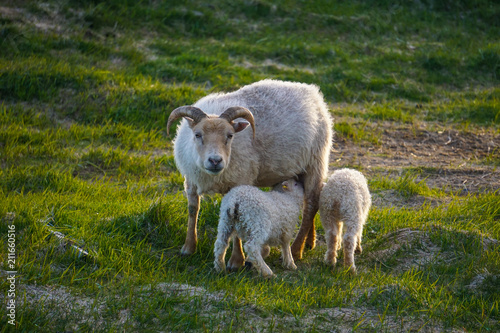 Sheep family in Hofn  Iceland