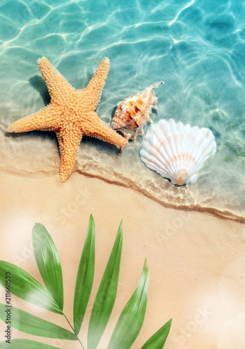 starfish and seashell on the summer beach in sea water. © Belight