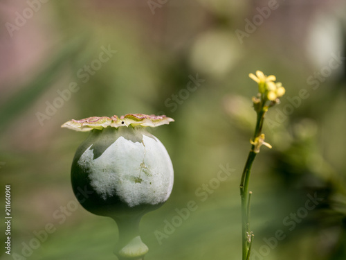 natur