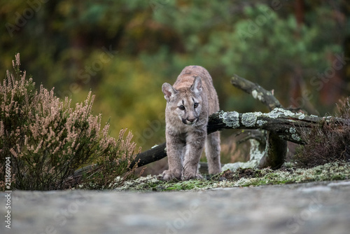 An endangered Florida PantherCougar(Puma concolor)