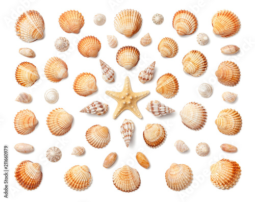 Pattern of exotic sea shells and starfish isolated on white background. Flat lay, top view.