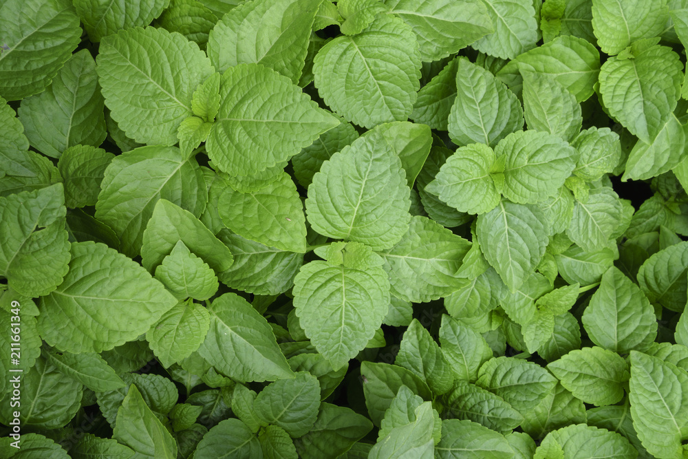 Fresh basil leaves, herb ,Ocimum grastissimum L. in the garden. Fresh basil leaves, herb ,Ocimum grastissimum L. in the garden.